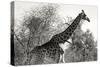 Awesome South Africa Collection B&W - African Giraffe II-Philippe Hugonnard-Stretched Canvas