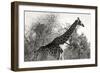 Awesome South Africa Collection B&W - African Giraffe II-Philippe Hugonnard-Framed Photographic Print