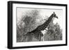 Awesome South Africa Collection B&W - African Giraffe II-Philippe Hugonnard-Framed Photographic Print