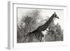 Awesome South Africa Collection B&W - African Giraffe II-Philippe Hugonnard-Framed Photographic Print