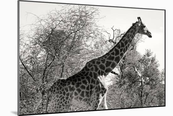 Awesome South Africa Collection B&W - African Giraffe II-Philippe Hugonnard-Mounted Photographic Print