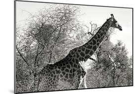 Awesome South Africa Collection B&W - African Giraffe II-Philippe Hugonnard-Mounted Photographic Print