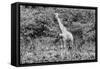 Awesome South Africa Collection B&W - African Giraffe III-Philippe Hugonnard-Framed Stretched Canvas