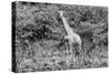 Awesome South Africa Collection B&W - African Giraffe III-Philippe Hugonnard-Stretched Canvas