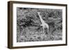 Awesome South Africa Collection B&W - African Giraffe III-Philippe Hugonnard-Framed Photographic Print