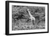 Awesome South Africa Collection B&W - African Giraffe III-Philippe Hugonnard-Framed Photographic Print