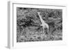 Awesome South Africa Collection B&W - African Giraffe III-Philippe Hugonnard-Framed Photographic Print