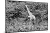 Awesome South Africa Collection B&W - African Giraffe III-Philippe Hugonnard-Mounted Photographic Print