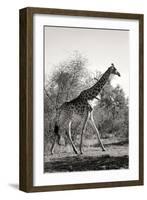 Awesome South Africa Collection B&W - African Giraffe-Philippe Hugonnard-Framed Photographic Print