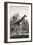 Awesome South Africa Collection B&W - African Giraffe-Philippe Hugonnard-Framed Photographic Print