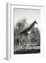 Awesome South Africa Collection B&W - African Giraffe-Philippe Hugonnard-Framed Photographic Print
