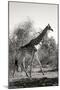 Awesome South Africa Collection B&W - African Giraffe-Philippe Hugonnard-Mounted Photographic Print
