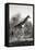 Awesome South Africa Collection B&W - African Giraffe-Philippe Hugonnard-Framed Stretched Canvas