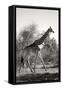 Awesome South Africa Collection B&W - African Giraffe-Philippe Hugonnard-Framed Stretched Canvas