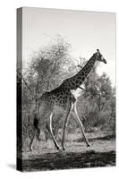 Awesome South Africa Collection B&W - African Giraffe-Philippe Hugonnard-Stretched Canvas