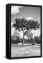 Awesome South Africa Collection B&W - African Landscape I-Philippe Hugonnard-Framed Stretched Canvas