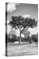 Awesome South Africa Collection B&W - African Landscape I-Philippe Hugonnard-Stretched Canvas