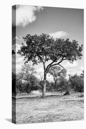 Awesome South Africa Collection B&W - African Landscape I-Philippe Hugonnard-Stretched Canvas