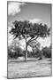 Awesome South Africa Collection B&W - African Landscape I-Philippe Hugonnard-Mounted Photographic Print