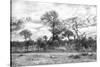 Awesome South Africa Collection B&W - African Landscape II-Philippe Hugonnard-Stretched Canvas