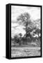 Awesome South Africa Collection B&W - African Landscape III-Philippe Hugonnard-Framed Stretched Canvas