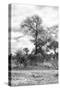 Awesome South Africa Collection B&W - African Landscape III-Philippe Hugonnard-Stretched Canvas