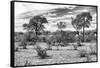 Awesome South Africa Collection B&W - African Landscape IV-Philippe Hugonnard-Framed Stretched Canvas