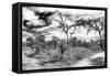 Awesome South Africa Collection B&W - African Landscape IX-Philippe Hugonnard-Framed Stretched Canvas