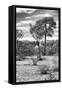 Awesome South Africa Collection B&W - African Landscape V-Philippe Hugonnard-Framed Stretched Canvas