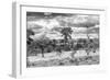 Awesome South Africa Collection B&W - African Landscape VII-Philippe Hugonnard-Framed Photographic Print