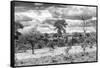 Awesome South Africa Collection B&W - African Landscape VII-Philippe Hugonnard-Framed Stretched Canvas