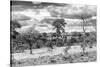 Awesome South Africa Collection B&W - African Landscape VII-Philippe Hugonnard-Stretched Canvas