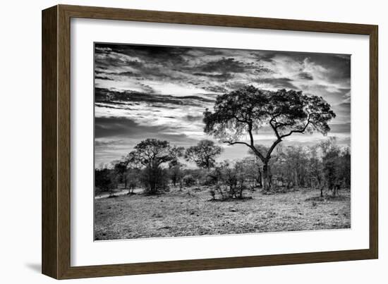 Awesome South Africa Collection B&W - African Landscape with Acacia Tree I-Philippe Hugonnard-Framed Photographic Print