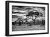 Awesome South Africa Collection B&W - African Landscape with Acacia Tree I-Philippe Hugonnard-Framed Photographic Print