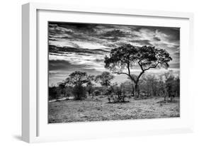 Awesome South Africa Collection B&W - African Landscape with Acacia Tree I-Philippe Hugonnard-Framed Photographic Print
