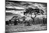 Awesome South Africa Collection B&W - African Landscape with Acacia Tree I-Philippe Hugonnard-Mounted Photographic Print