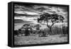 Awesome South Africa Collection B&W - African Landscape with Acacia Tree I-Philippe Hugonnard-Framed Stretched Canvas