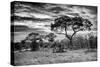 Awesome South Africa Collection B&W - African Landscape with Acacia Tree I-Philippe Hugonnard-Stretched Canvas