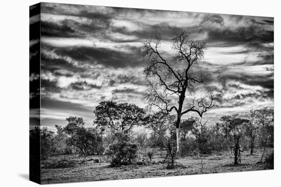 Awesome South Africa Collection B&W - African Landscape with Acacia Tree II-Philippe Hugonnard-Stretched Canvas