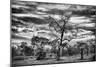 Awesome South Africa Collection B&W - African Landscape with Acacia Tree II-Philippe Hugonnard-Mounted Photographic Print