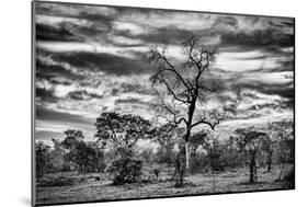 Awesome South Africa Collection B&W - African Landscape with Acacia Tree II-Philippe Hugonnard-Mounted Photographic Print