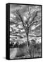 Awesome South Africa Collection B&W - African Landscape with Acacia Tree III-Philippe Hugonnard-Framed Stretched Canvas