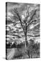 Awesome South Africa Collection B&W - African Landscape with Acacia Tree III-Philippe Hugonnard-Stretched Canvas