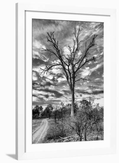 Awesome South Africa Collection B&W - African Landscape with Acacia Tree III-Philippe Hugonnard-Framed Photographic Print