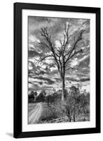 Awesome South Africa Collection B&W - African Landscape with Acacia Tree III-Philippe Hugonnard-Framed Photographic Print