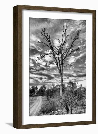 Awesome South Africa Collection B&W - African Landscape with Acacia Tree III-Philippe Hugonnard-Framed Photographic Print