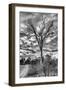 Awesome South Africa Collection B&W - African Landscape with Acacia Tree III-Philippe Hugonnard-Framed Photographic Print