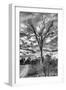 Awesome South Africa Collection B&W - African Landscape with Acacia Tree III-Philippe Hugonnard-Framed Photographic Print