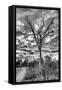 Awesome South Africa Collection B&W - African Landscape with Acacia Tree III-Philippe Hugonnard-Framed Stretched Canvas