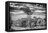 Awesome South Africa Collection B&W - African Landscape with Acacia Tree IV-Philippe Hugonnard-Framed Stretched Canvas